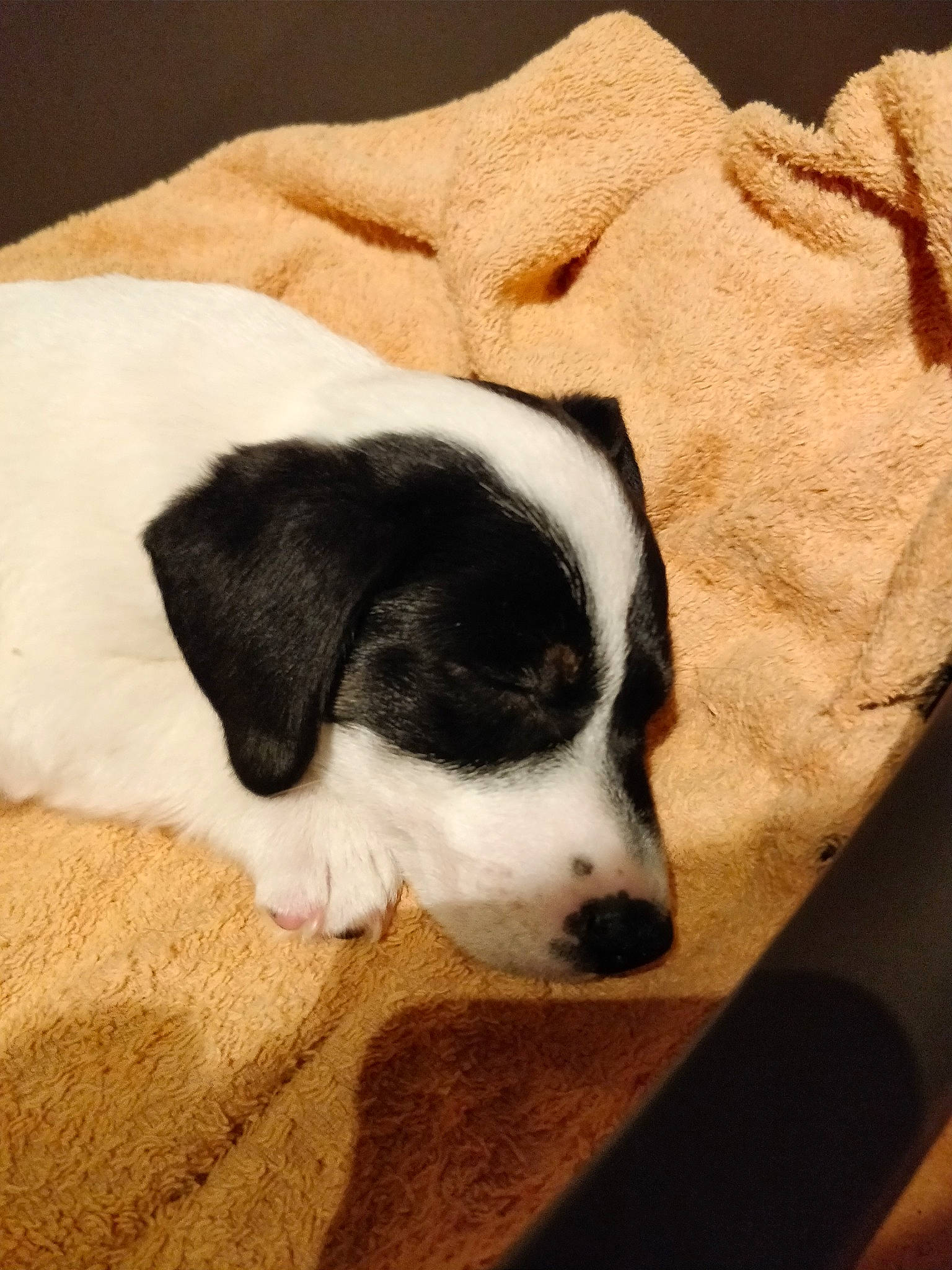 Nacho participe au concours pour gagner de l'argent avec cette photo : canidae, carnivore, companion_dog, dog, dog_breed, mammal, pointer, puppy, puppy_love, snout, sporting_group, vertebrate