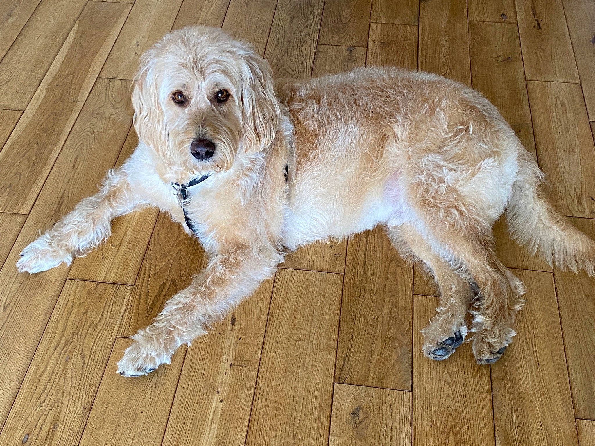 Dougal is registered to the contest to win money with this photo: canidae, carnivore, companion_dog, dog, dog_breed, fawn, flooring, fur, hardwood, liver, maltepoo, small_terrier, snout, sporting_group, tail, terrestrial_animal, terrier, toy_dog, wood, working_animal