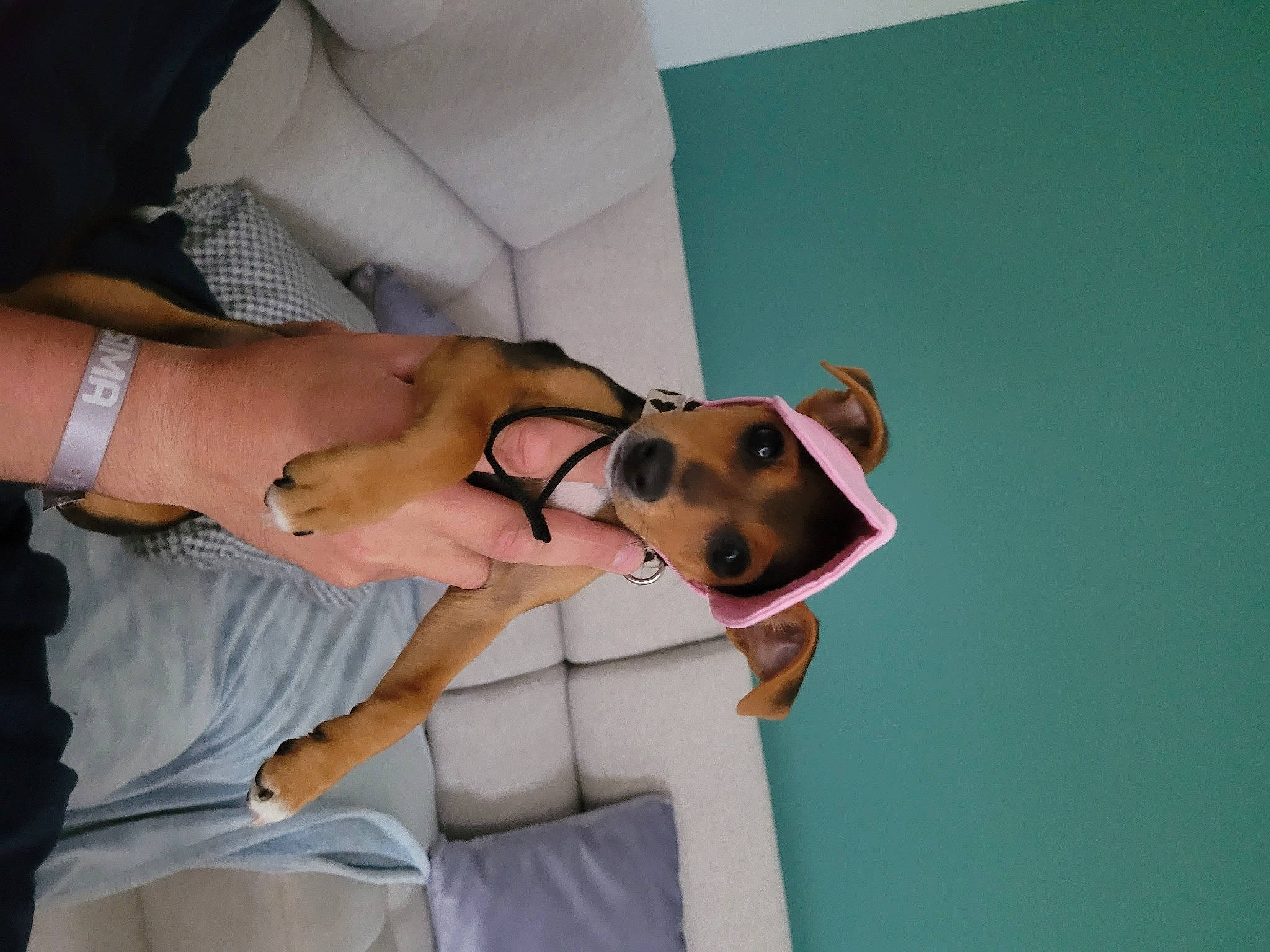 Lily a rejoint le concours — aidez-le/la à gagner de superbes lots ! comfort, companion_dog, dog, elbow, eyelash, eyewear, fawn, finger, gesture, hand, human_leg, knee, nail, shoulder, sleeve, thigh, trunk, vision_care, waist, wrist