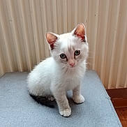 Neige participe au concours pour gagner de l'argent avec cette photo : adorable, animal, blue_eyes, cat, cozy, curious, cute, domestic_cat, feline, fur, gray_surface, indoor, kitten, looking, pet, portrait, sitting, small, white_cat, young_animal