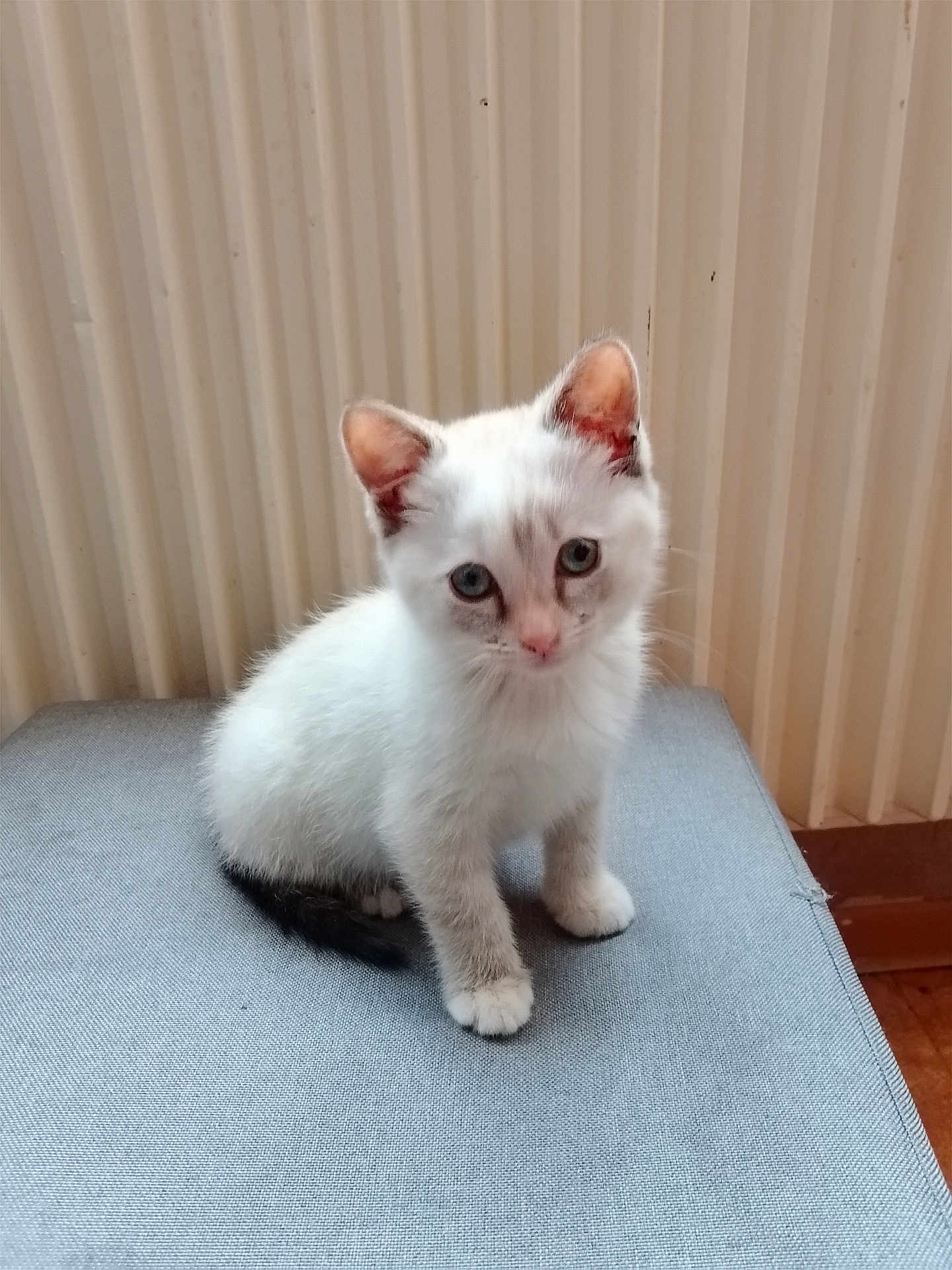 Neige participe au concours pour gagner de l'argent avec cette photo : adorable, animal, blue_eyes, cat, cozy, curious, cute, domestic_cat, feline, fur, gray_surface, indoor, kitten, looking, pet, portrait, sitting, small, white_cat, young_animal