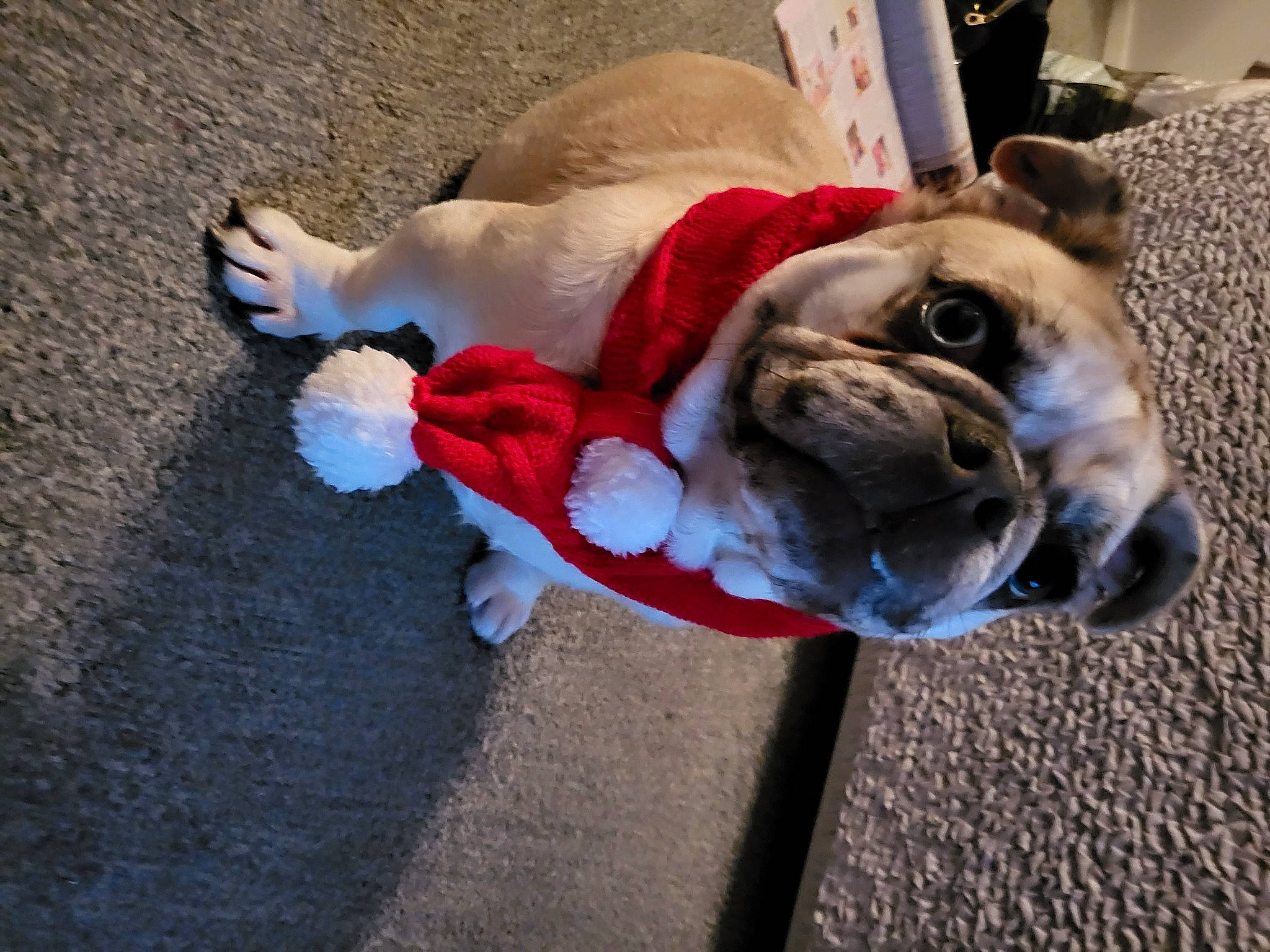 Meme joined the competition — help win amazing prizes! bulldog, canidae, carnivore, collar, comfort, companion_dog, dog, dog_breed, dog_clothes, dog_collar, dog_supply, ear, fawn, fur, leash, snout, sporting_group, toy_dog, working_animal, wrinkle