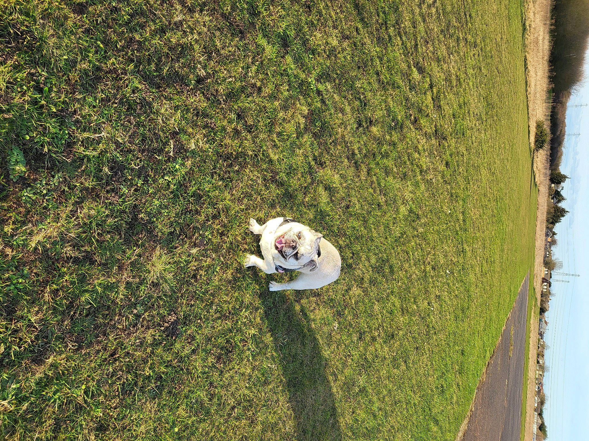 Meme joined the competition — help win amazing prizes! field, flooring, grass, grass_family, grassland, groundcover, landscape, lawn, leisure, meadow, pasture, people_in_nature, plant, recreation, shrub, sky, slope, toy, tree, wall