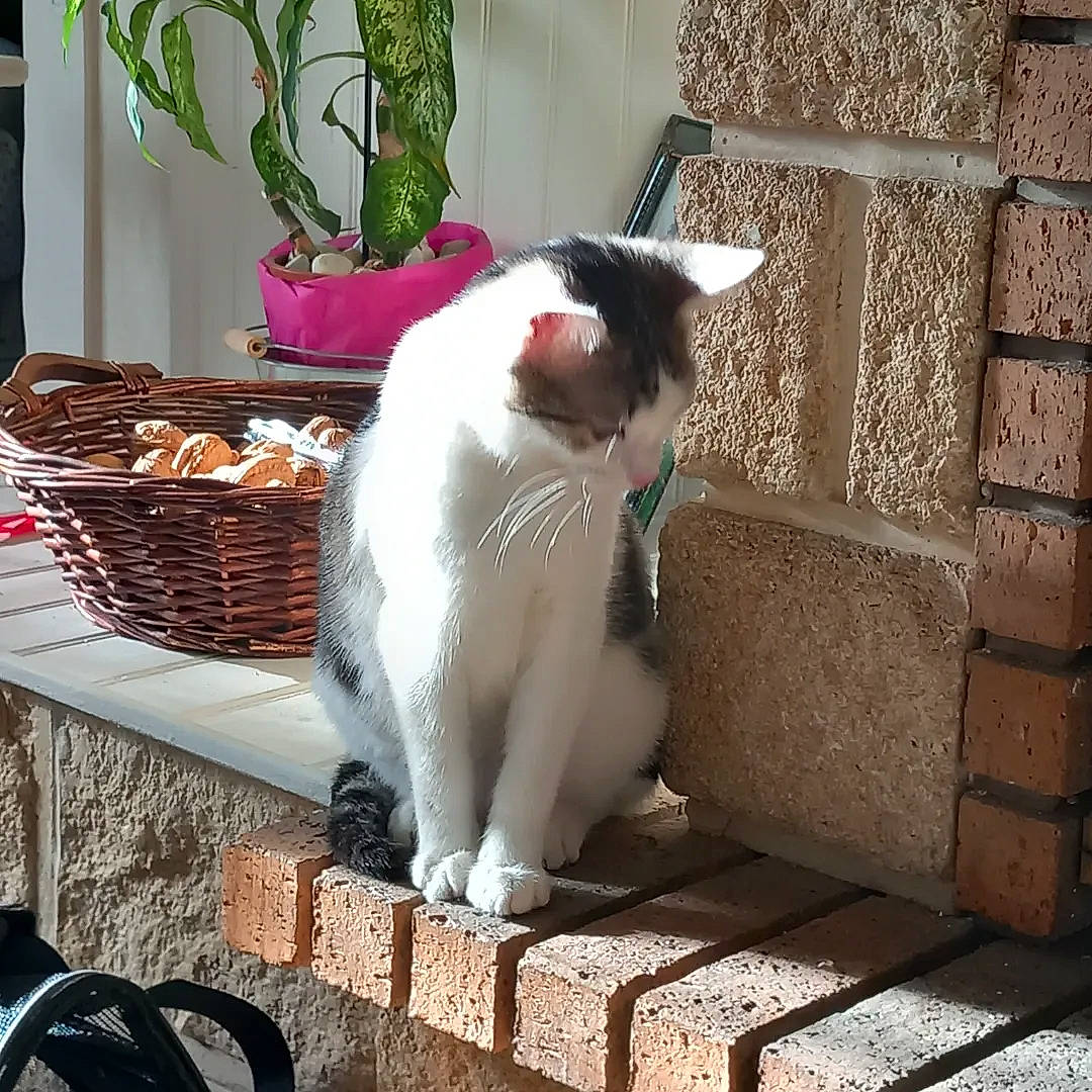 Prunelle a rejoint le concours — aidez-le/la à gagner de superbes lots ! basket, carnivore, cat, comfort, domestic_short_haired_cat, felidae, flowerpot, fur, grass, houseplant, picnic_basket, plant, small_to_medium_sized_cats, storage_basket, tail, terrestrial_animal, whiskers, wicker, window, wood