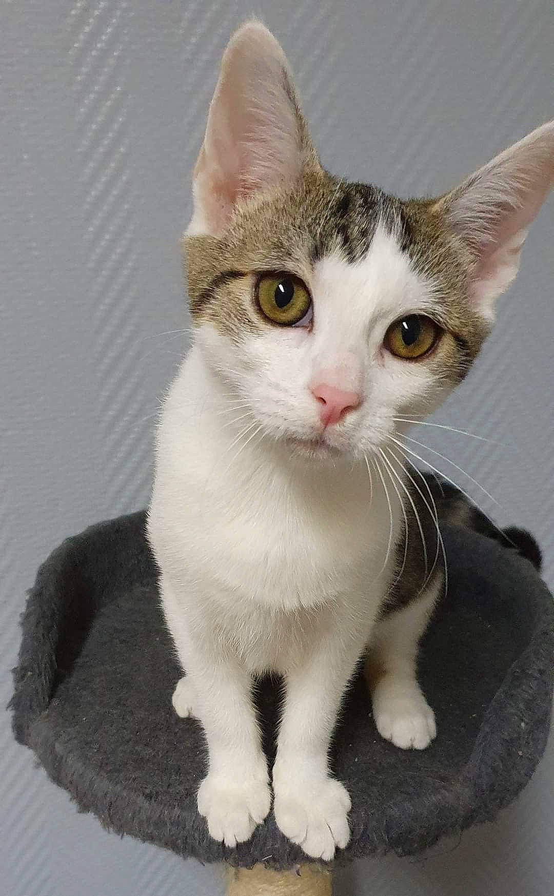 Prunelle a rejoint le concours — aidez-le/la à gagner de superbes lots ! art, carnivore, cat, collar, domestic_short_haired_cat, fawn, felidae, fur, head, paw, small_to_medium_sized_cats, snout, tail, terrestrial_animal, whiskers