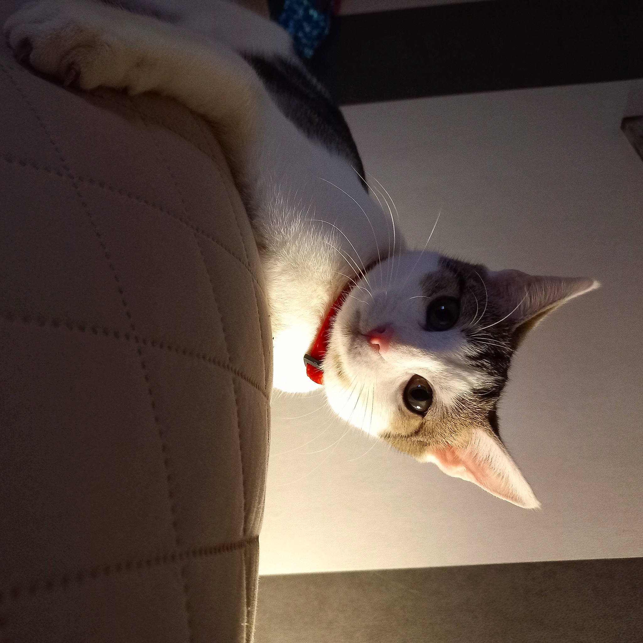 Prunelle a rejoint le concours — aidez-le/la à gagner de superbes lots ! carmine, carnivore, cat, claw, comfort, domestic_short_haired_cat, eye, fang, felidae, fur, head, jaw, metal, paw, small_to_medium_sized_cats, snout, tail, whiskers, wing