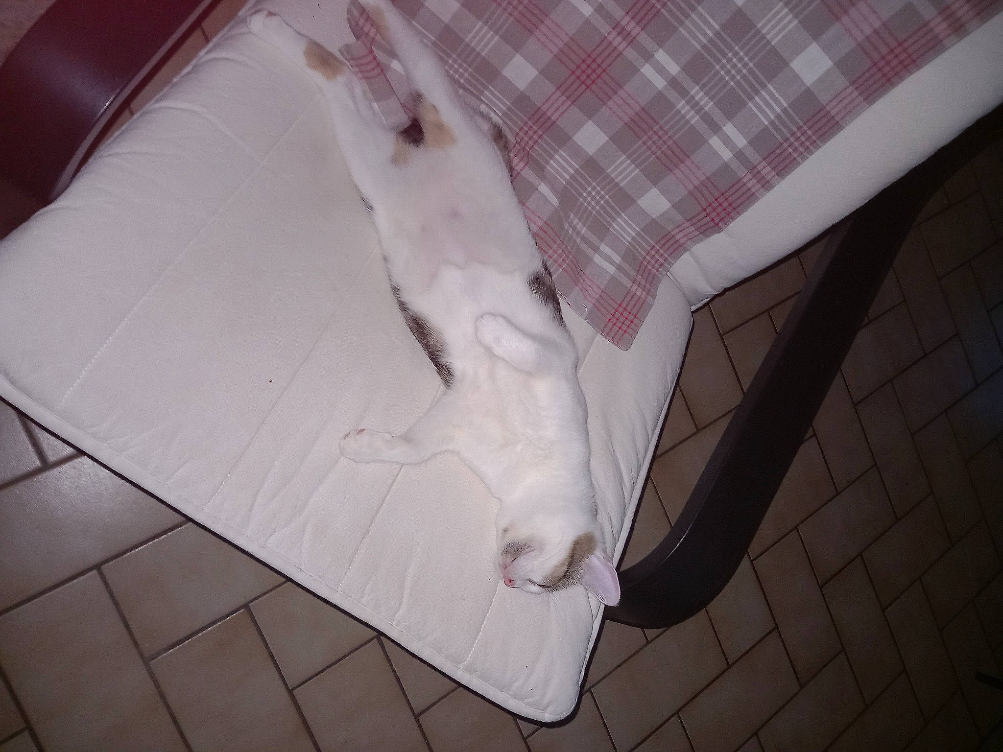 Prunelle participe au concours pour gagner de l'argent avec cette photo : carnivore, comfort, couch, felidae, floor, flooring, fur, hardwood, human_leg, linens, paper, paper_product, pattern, plaid, rectangle, room, small_to_medium_sized_cats, tartan, tile, wood