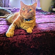 Pierre is registered to the contest to win money with this photo: cat, tabby, bed, bedroom, curtains, plush_toy, window, purple, orange_cat, feline, indoor, relaxed, pet, collar, fur, domestic_animal, home, cozy, decor, smiling_toy