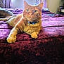 cat, tabby, bed, bedroom, curtains, plush_toy, window, purple, orange_cat, feline, indoor, relaxed, pet, collar, fur, domestic_animal, home, cozy, decor, smiling_toy