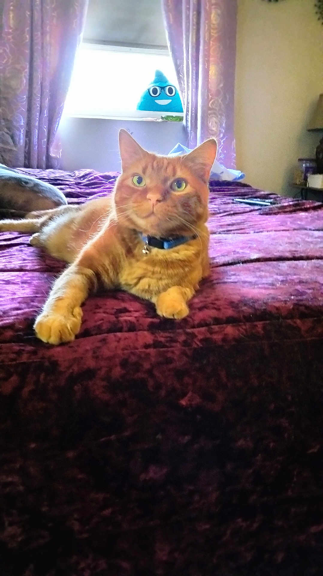 Pierre is registered to the contest to win money with this photo: cat, tabby, bed, bedroom, curtains, plush_toy, window, purple, orange_cat, feline, indoor, relaxed, pet, collar, fur, domestic_animal, home, cozy, decor, smiling_toy