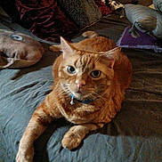 Taco joined the competition — help win amazing prizes! animal, bed, bell, cat, collar, comfort, cozy, cute, feline, fur, home, indoor, looking, mammal, orange_tabby, pet, pillow, relaxed, resting, whiskers