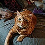 animal, bed, bell, cat, collar, comfort, cozy, cute, feline, fur, home, indoor, looking, mammal, orange_tabby, pet, pillow, relaxed, resting, whiskers