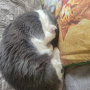 Keya participe au concours pour gagner de l'argent avec cette photo : animal, bed, blanket, cat, close_up, cozy, curled_up, cute, domestic_cat, feline, fur, gray_cat, indoor, nap, pet, pillow, resting, sleeping, soft_texture, white_cat