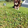 dog, chihuahua, small_dog, long_hair, brown_fur, white_markings, grass, lawn, outdoor, pet, sunny, yard, bush, fence, metal_container, play_equipment, closeup, sitting, portrait, shadow