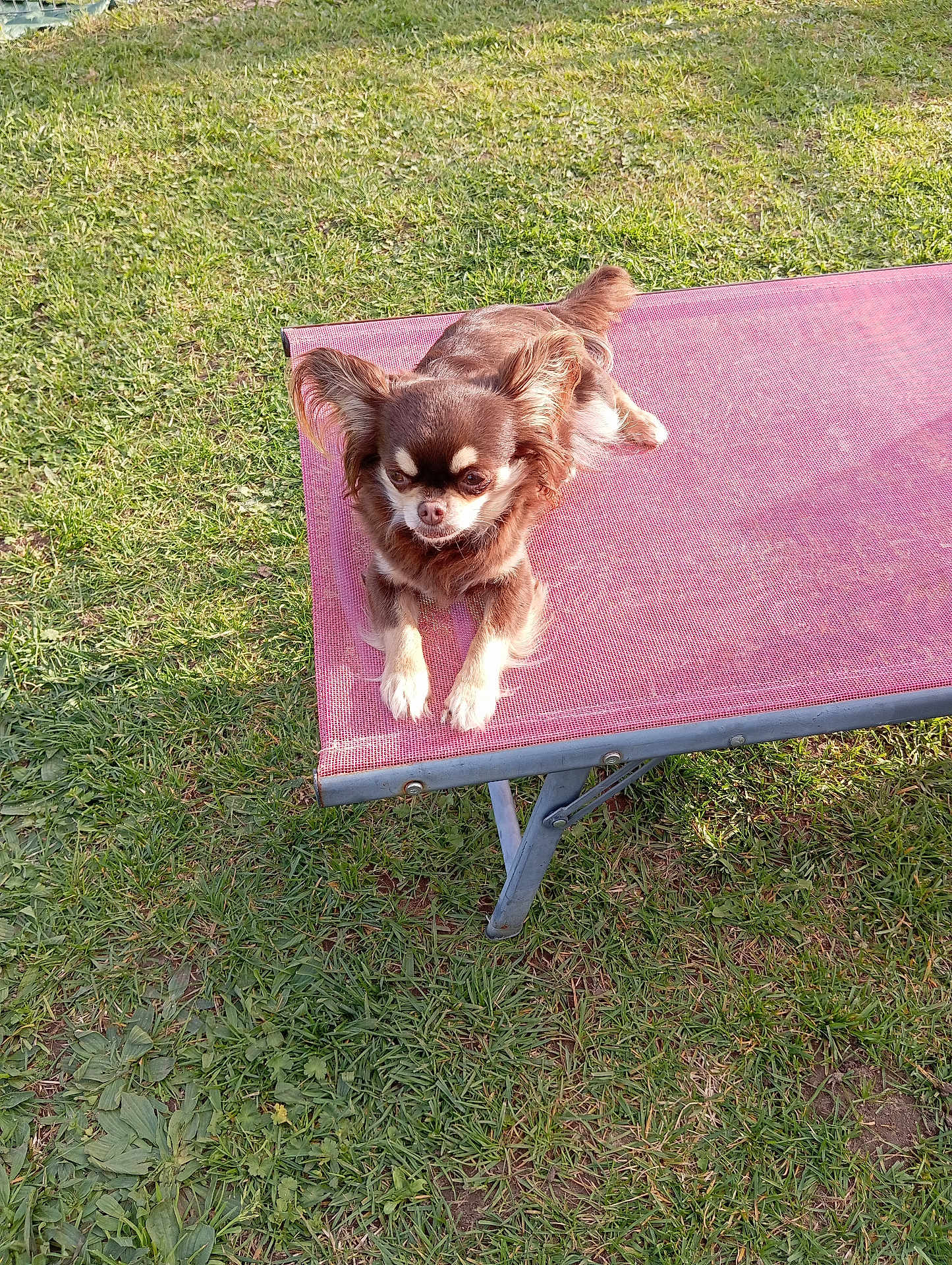 Tchoupette a rejoint le concours — aidez-le/la à gagner de superbes lots ! dog, chihuahua, small_dog, pet, long_haired, fur, ears, paws, pink_cot, pet_bed, elevated_bed, grass, lawn, outdoor, sunlight, relaxed, resting, brown_and_white, portrait, single_animal