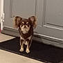dog, chihuahua, small_dog, pet, indoor, door, doormat, mat, standing, long_ears, fluffy_ears, brown_fur, white_markings, looking_at_camera, portrait, floor_mat, home_interior, carpet, curious, small_size