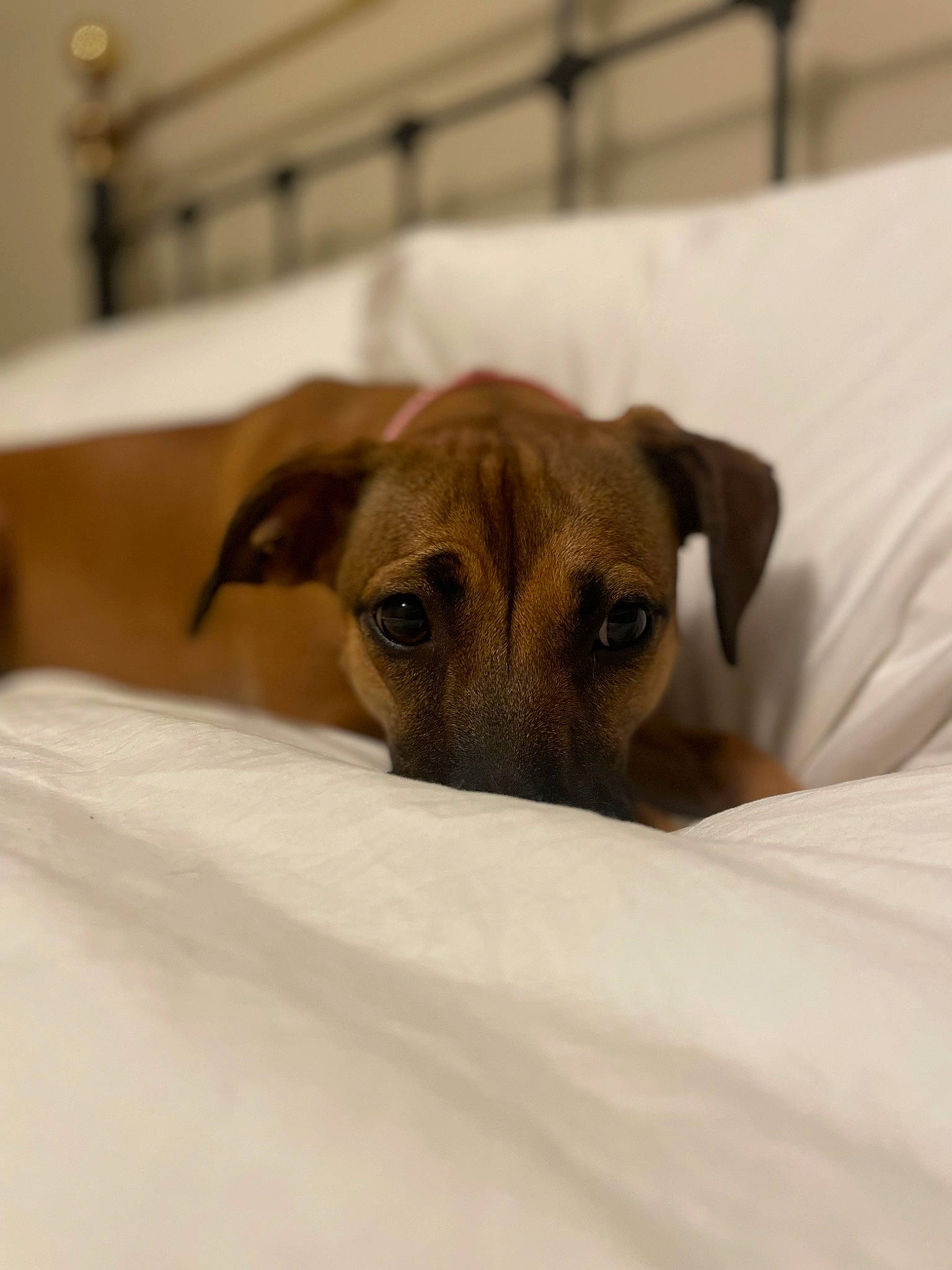 Xena is registered to the contest to win money with this photo: canidae, carnivore, comfort, companion_dog, dog, dog_breed, drinkware, ear, fawn, fur, linens, pet_supply, snout, sporting_group, terrestrial_animal, toy_dog, whiskers, wildlife, wood, working_animal