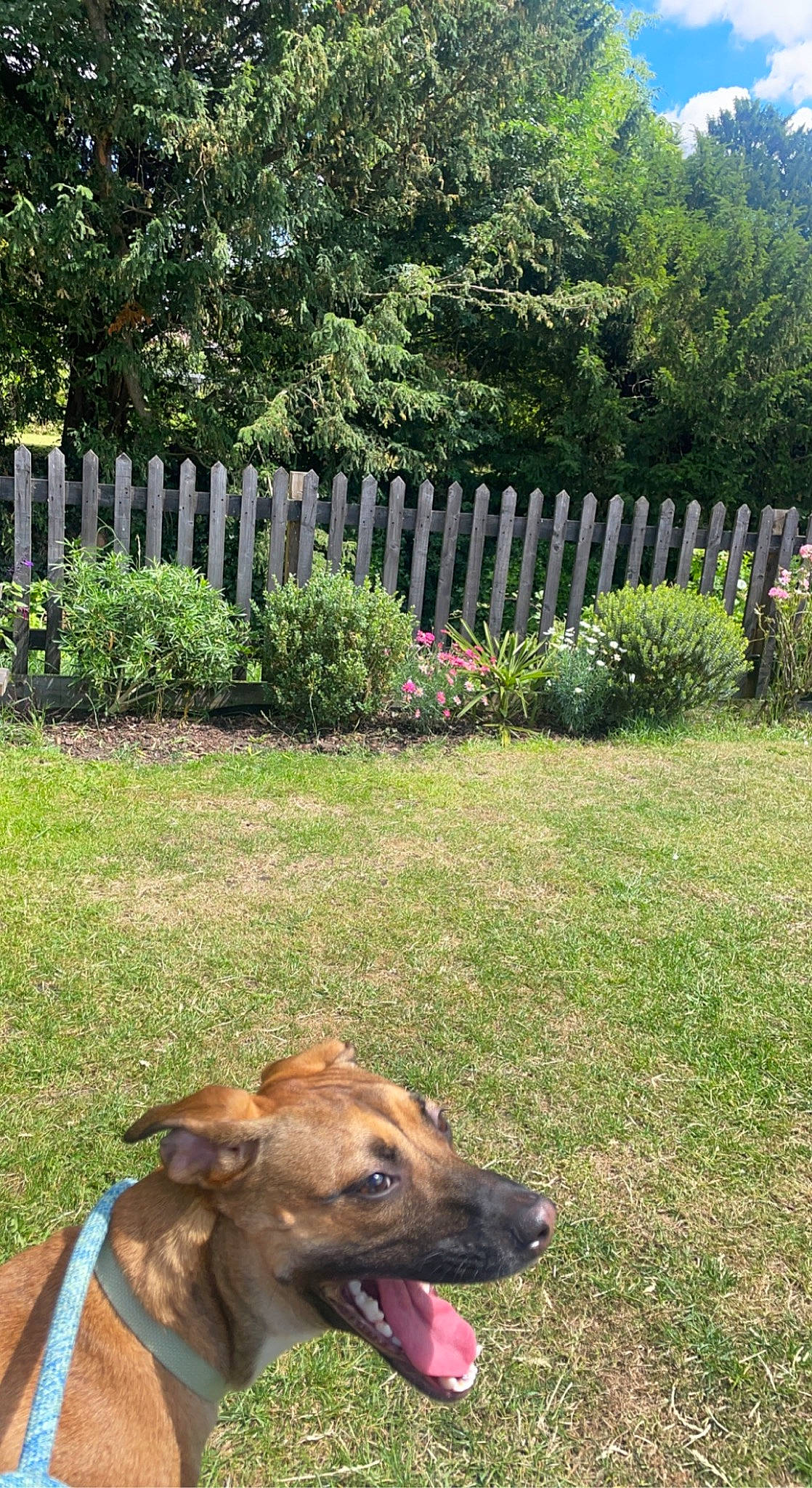Xena is registered to the contest to win money with this photo: carnivore, collar, companion_dog, dog, dog_breed, fawn, fence, grass, grass_family, green, groundcover, home_fencing, landscape, lawn, mammal, plant, shrub, tree, vertebrate, working_animal