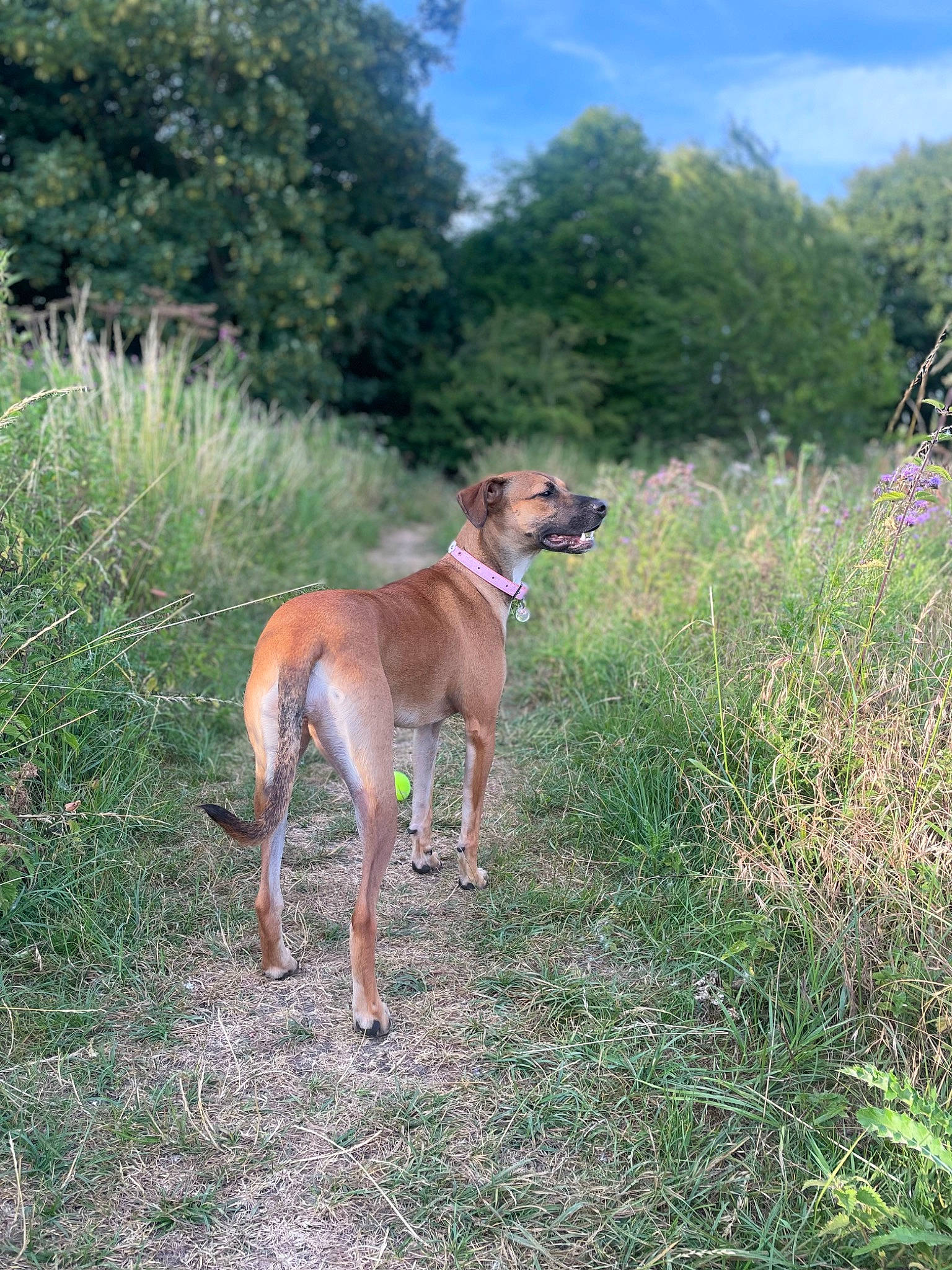 Xena joined the competition — help win amazing prizes! canidae, carnivore, cloud, collar, companion_dog, dog, dog_breed, dog_supply, fawn, grass, grassland, gun_dog, landscape, plant, shrubland, sky, tail, terrestrial_animal, tree, working_animal