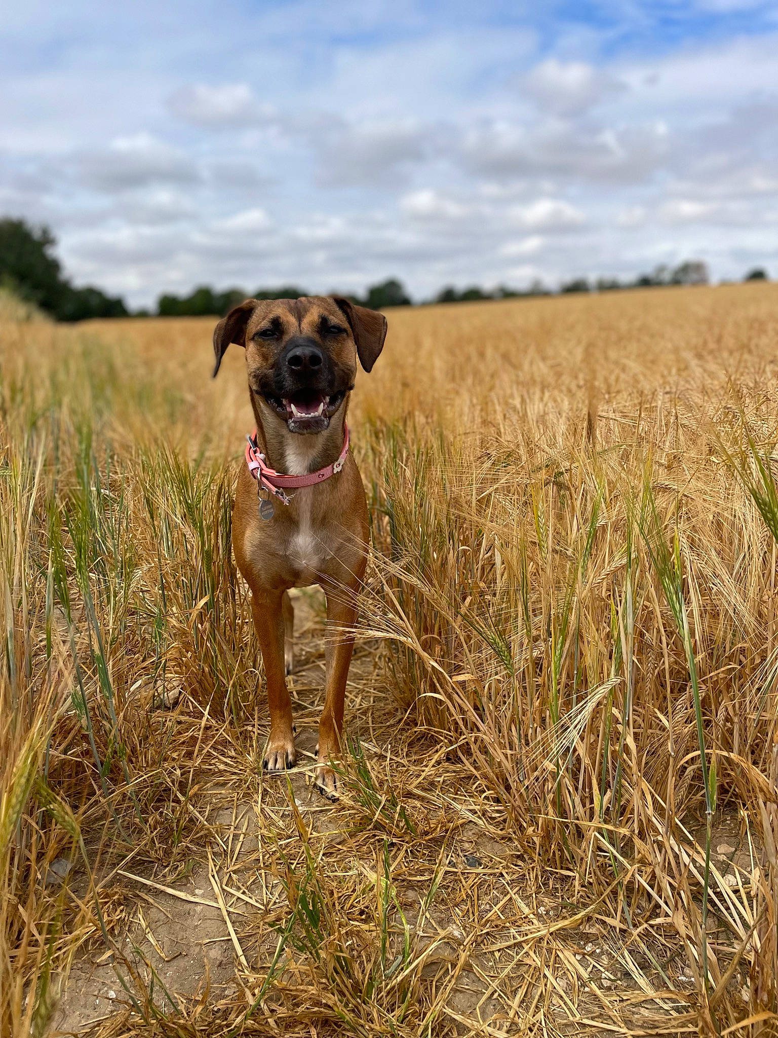 Xena joined the competition — help win amazing prizes! carnivore, cloud, collar, companion_dog, dog, dog_breed, fawn, grass, grassland, gun_dog, landscape, liver, plant, sky, snout, sporting_group, terrestrial_animal, tree, whiskers, working_animal