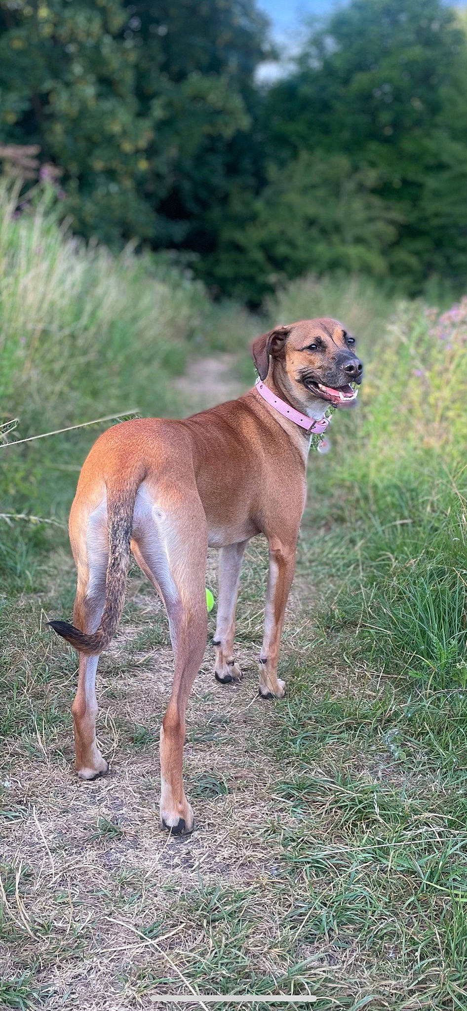 Xena joined the competition — help win amazing prizes! canidae, carnivore, collar, companion_dog, dog, dog_breed, dog_sports, dog_supply, fawn, grass, liver, pet_supply, plant, rampur_greyhound, snout, sporting_group, tail, terrestrial_animal, tree, wildlife