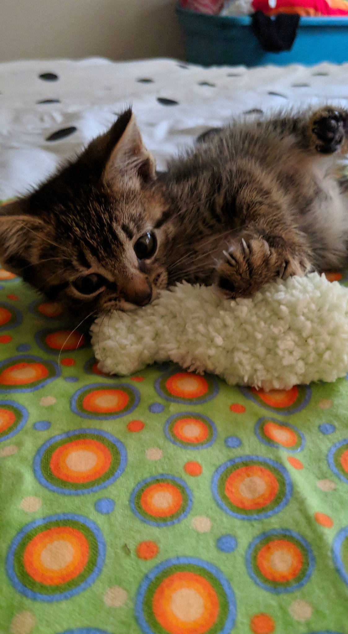 Kimchi joined the competition — help win amazing prizes! carnivore, cat, claw, comfort, domestic_short_haired_cat, fawn, felidae, flooring, fur, grass, linens, mammal, nap, pattern, paw, small_to_medium_sized_cats, tail, vertebrate, whiskers, wood