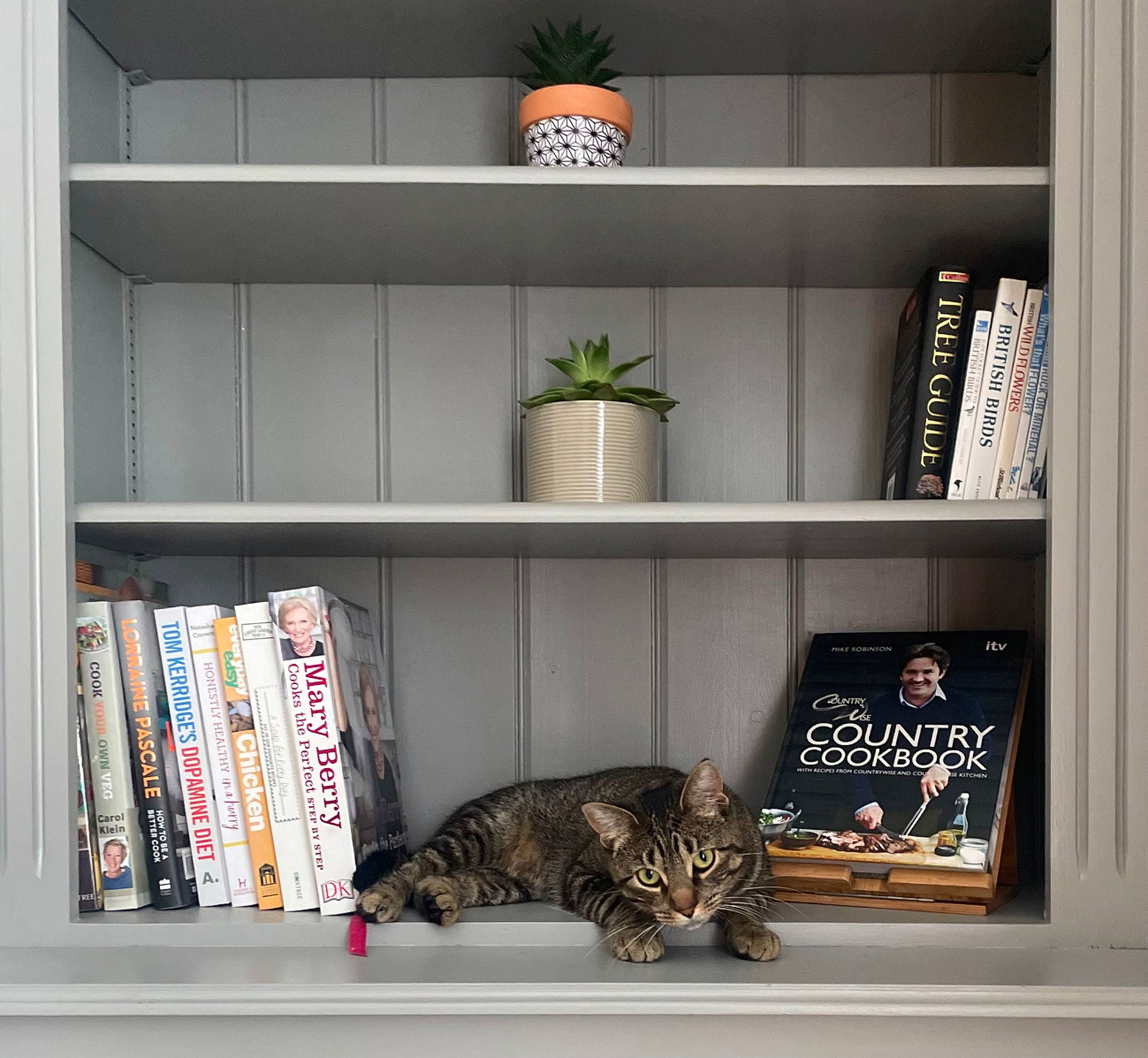 Kimchi is registered to the contest to win money with this photo: book, bookcase, carnivore, cat, felidae, font, furniture, grey, houseplant, interior_design, living_room, plant, publication, rectangle, room, shelf, shelving, small_to_medium_sized_cats, whiskers, wood