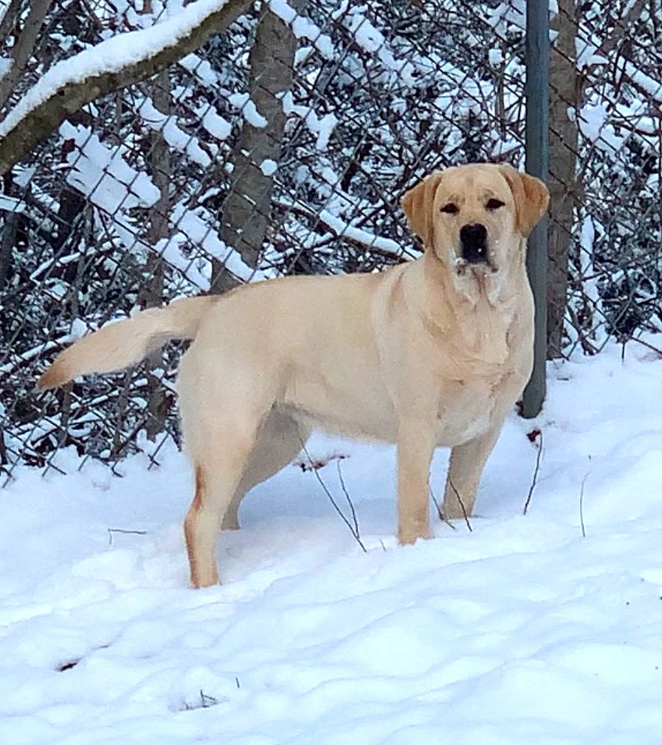 Sophia is registered to the contest to win money with this photo: canidae, carnivore, collar, companion_dog, dog, dog_breed, dog_collar, dog_hiking, dog_supply, fawn, freezing, pet_supply, snout, snow, sporting_group, tail, tree, twig, winter, working_dog