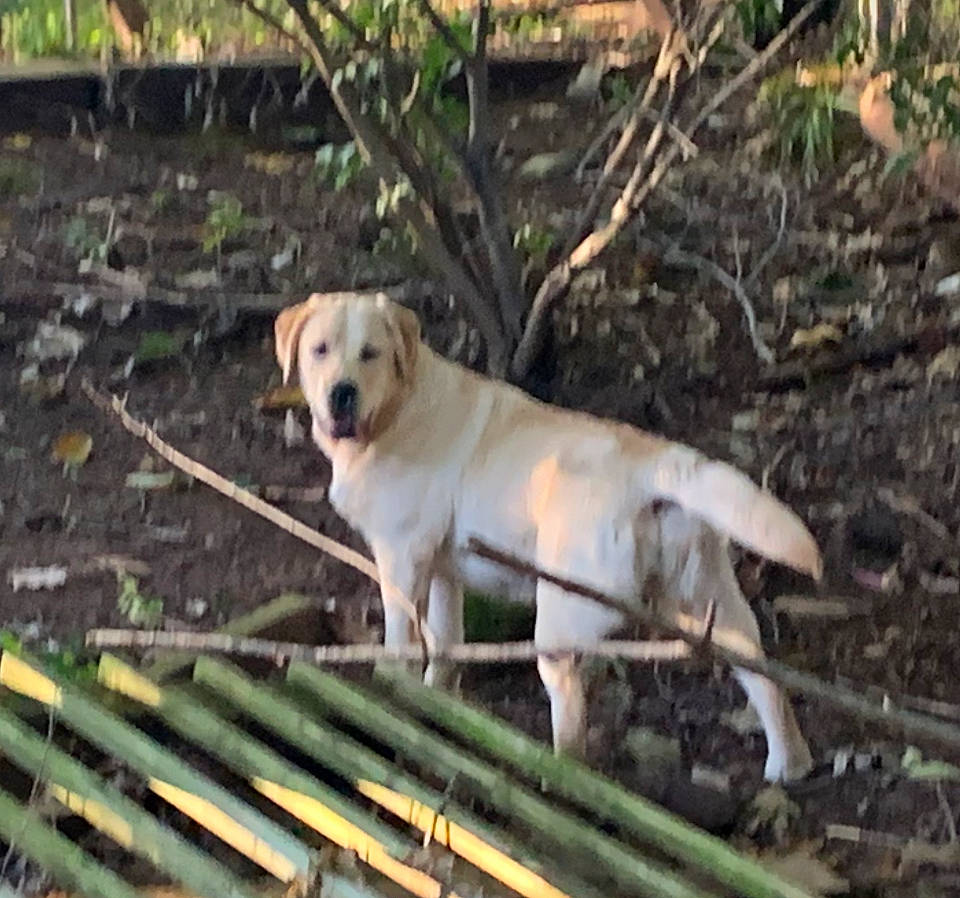 Sophia joined the competition — help win amazing prizes! canidae, carnivore, companion_dog, dog, dog_breed, forest, grass, gun_dog, labrador_retriever, plant, soil, sporting_group, tail, terrestrial_animal, tree, wildlife, wood, working_animal