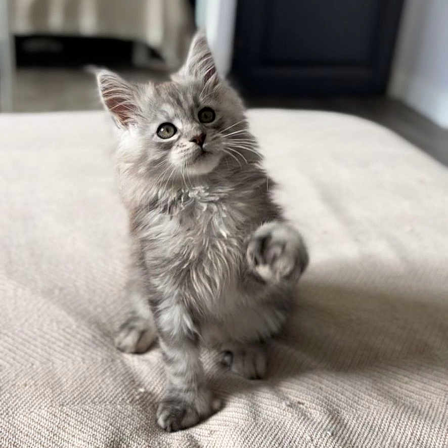 Alpha participe au concours pour gagner de l'argent avec cette photo : abyssinian, angora, animal, bed, bedroom, blanket, cat, couch, cushion, door, furniture, homedecor, indoors, kitten, manx, pet, room, siamese, white, wood