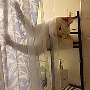 Winston joined the competition — help win amazing prizes! cat, curtain, shower, bathroom, soap_dispenser, shelf, toiletries, blue, white, pattern, pet, curious, playful, window, indoor, feline, animal, hanging, transparent, light