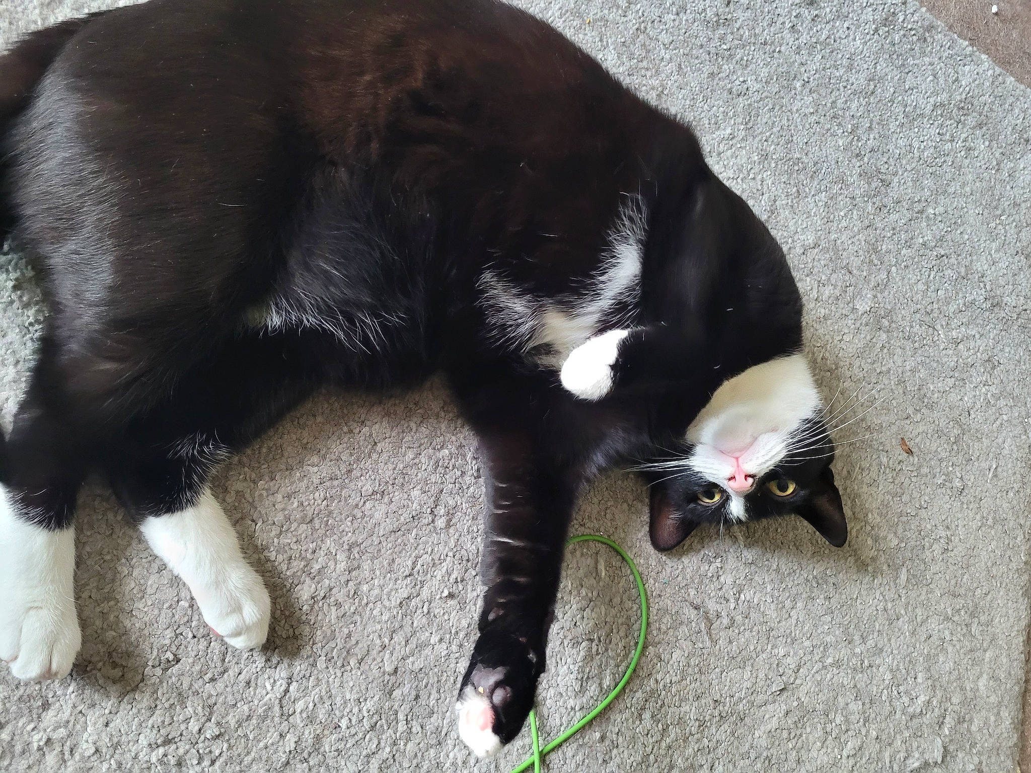 Hector is registered to the contest to win money with this photo: black_cat, canidae, carnivore, cat, claw, collar, dog_breed, domestic_short_haired_cat, felidae, foot, fur, grass, paw, small_to_medium_sized_cats, snout, sporting_group, tail, terrestrial_animal, whiskers