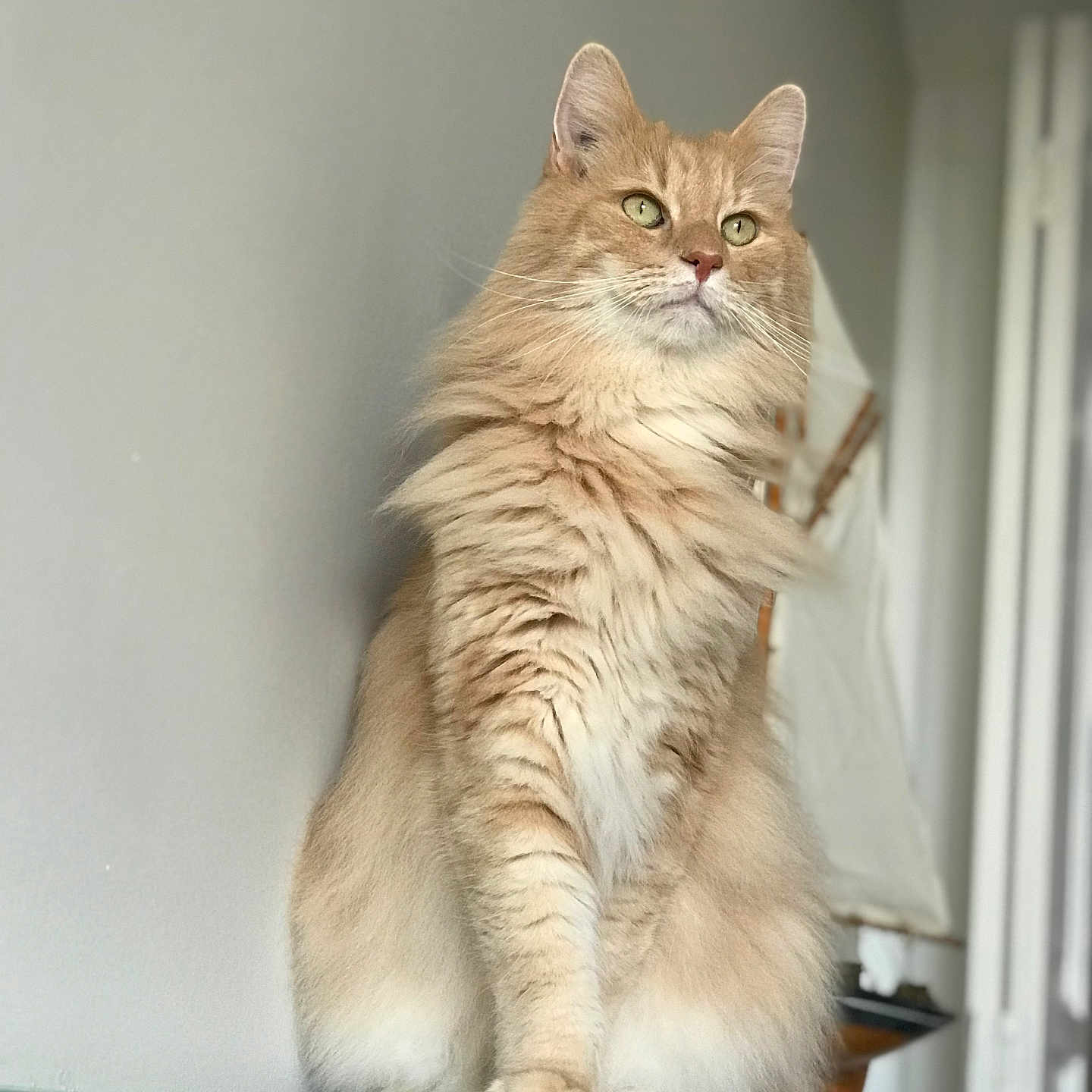 Gouly a rejoint le concours — aidez-le/la à gagner de superbes lots ! animal, calm, cat, closeup, curious, decor, domestic_cat, ears, feline, fluffy, fur, green_eyes, house, indoor, pet, portrait, shelf, sitting, soft_light, whiskers