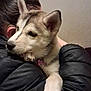 Nala a rejoint le concours — aidez-le/la à gagner de superbes lots ! puppy, dog, siberian_husky, pet, person, hug, embrace, puffy_jacket, indoor, wall, ear, snout, collar, pink_tag, paw, close_up, portrait, blurred, cozy, cuddling