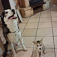 Nala participe au concours pour gagner de l'argent avec cette photo : dog, puppy, husky, tile_floor, fireplace, indoor, pet, sitting, collar, playful, tongue_out, tiles, cute, adorable, brick_wall, large_dog, small_dog, portrait, paws, eyes