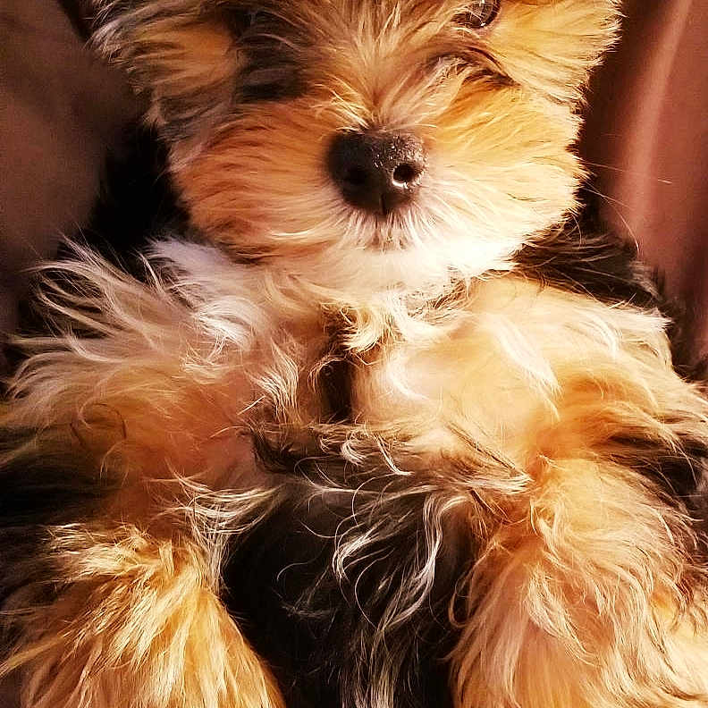Gabbie is registered to the contest to win money with this photo: biewer_terrier, bolonka, canidae, carnivore, companion_dog, dog, dog_breed, maltepoo, mammal, morkie, puppy, rare_breed_dog, schnoodle, small_terrier, sporting_lucas_terrier, terrier, toy_dog, vertebrate, yorkipoo, yorkshire_terrier