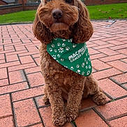 Maggie is registered to the contest to win money with this photo: animal, bandana, brick_patio, brown_dog, canine, curly_fur, cute, dog, fluffy, fur, garden, grass, green_bandana, macmillan_cancer_support, outdoor, overcast_sky, paw_prints, pet, sitting, tree