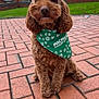 animal, bandana, brick_patio, brown_dog, canine, curly_fur, cute, dog, fluffy, fur, garden, grass, green_bandana, macmillan_cancer_support, outdoor, overcast_sky, paw_prints, pet, sitting, tree