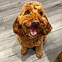 Maggie is registered to the contest to win money with this photo: adorable, animal, brown_dog, canine, companion, curly_hair, cute, dog, domestic_animal, floor, friendly, fur, happy, indoor, looking_up, pet, sitting, smiling, tongue, wooden_floor