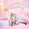 Mochi joined the competition — help win amazing prizes! bed, carpet, cat, cloud, cozy, cushion, cute, decor, flowers, framed_picture, lamp, pastel, pet, pink, plush_toy, polka_dot, rainbow, sitting, stuffed_animal, tabby_cat
