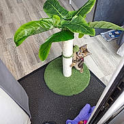 Alfa participe au concours pour gagner de l'argent avec cette photo : kitten, cat, scratching_post, toy, unicorn_toy, slipper, flooring, indoor, home, green, plant_like, pet, curious, furniture, wood_floor, black_slipper, purple_toy, cozy, domestic, small_animal