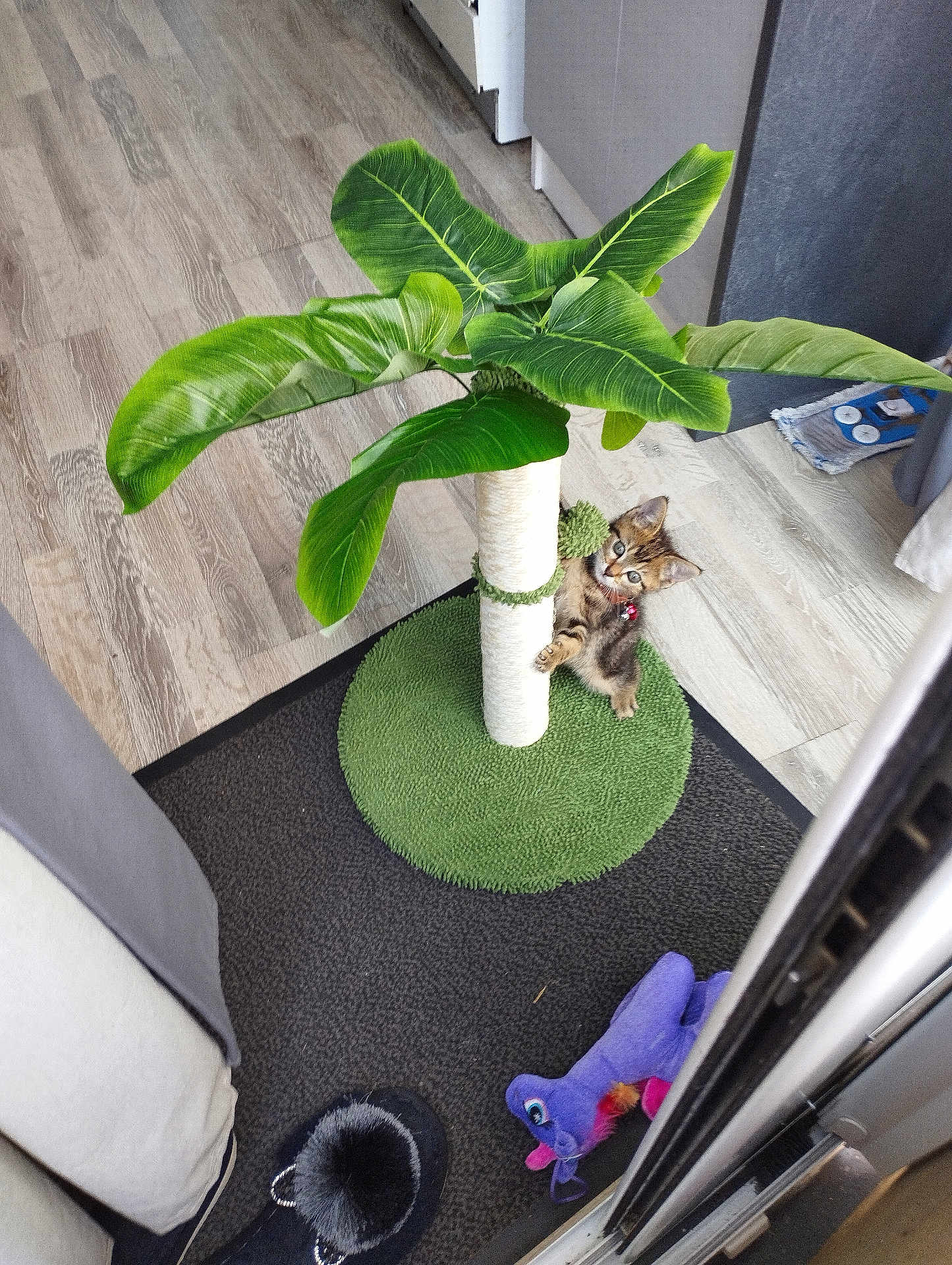 Alfa participe au concours pour gagner de l'argent avec cette photo : kitten, cat, scratching_post, toy, unicorn_toy, slipper, flooring, indoor, home, green, plant_like, pet, curious, furniture, wood_floor, black_slipper, purple_toy, cozy, domestic, small_animal