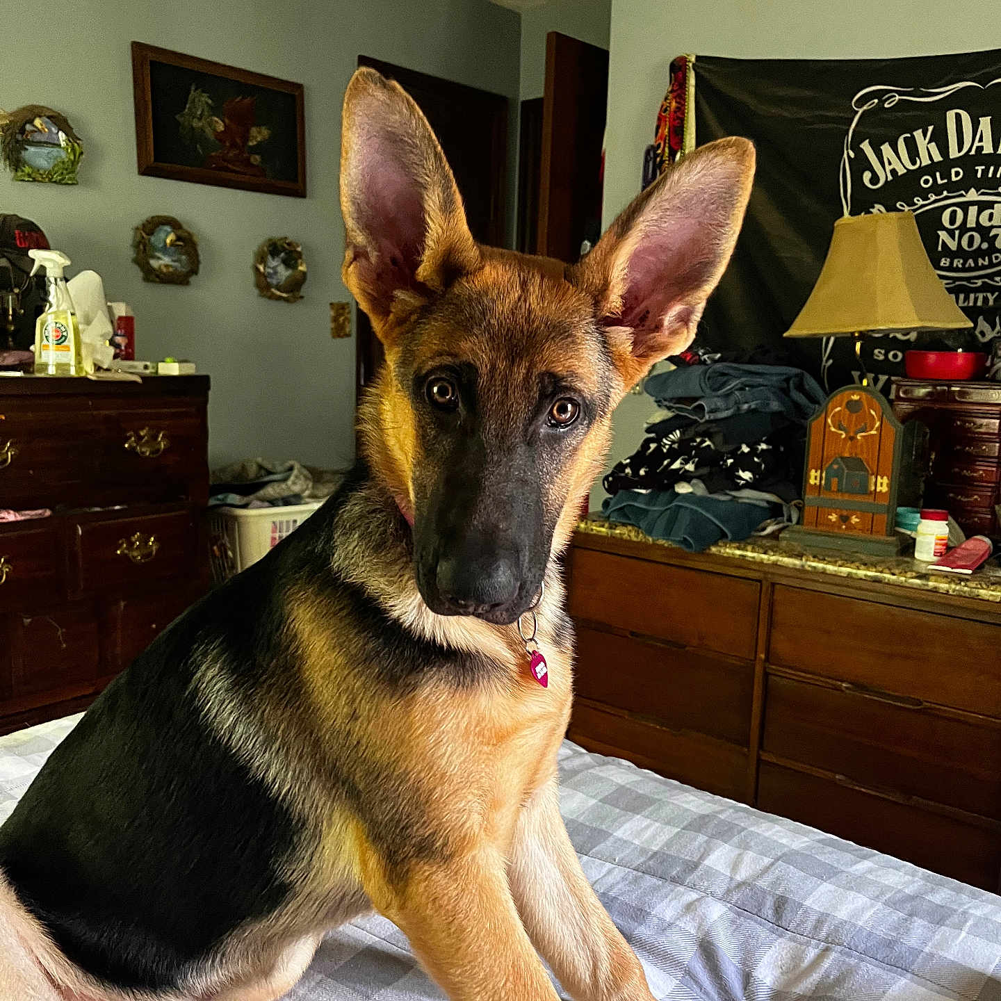 Bunnyxo joined the competition — help win amazing prizes! bed, bedroom, blanket, canine, clothing, collar, curious, decor, dog, drawer, ears, furniture, german_shepherd, household, indoor, lamp, pet, puppy, sitting, wall_art