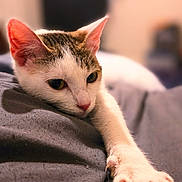 Espeon is registered to the contest to win money with this photo: animal, bed, blanket, cat, closeup, comfort, cute, domestic, ears, feline, fur, indoor, mammal, paw, pet, relaxed, resting, sleepy, soft, whiskers