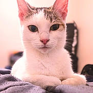 Espeon joined the competition — help win amazing prizes! animal, blanket, blurred_background, brown_patches, calm, cat, close_up, cozy, cute, domestic, ears, feline, indoor, pet, pink_nose, portrait, resting, soft_texture, whiskers, white_cat