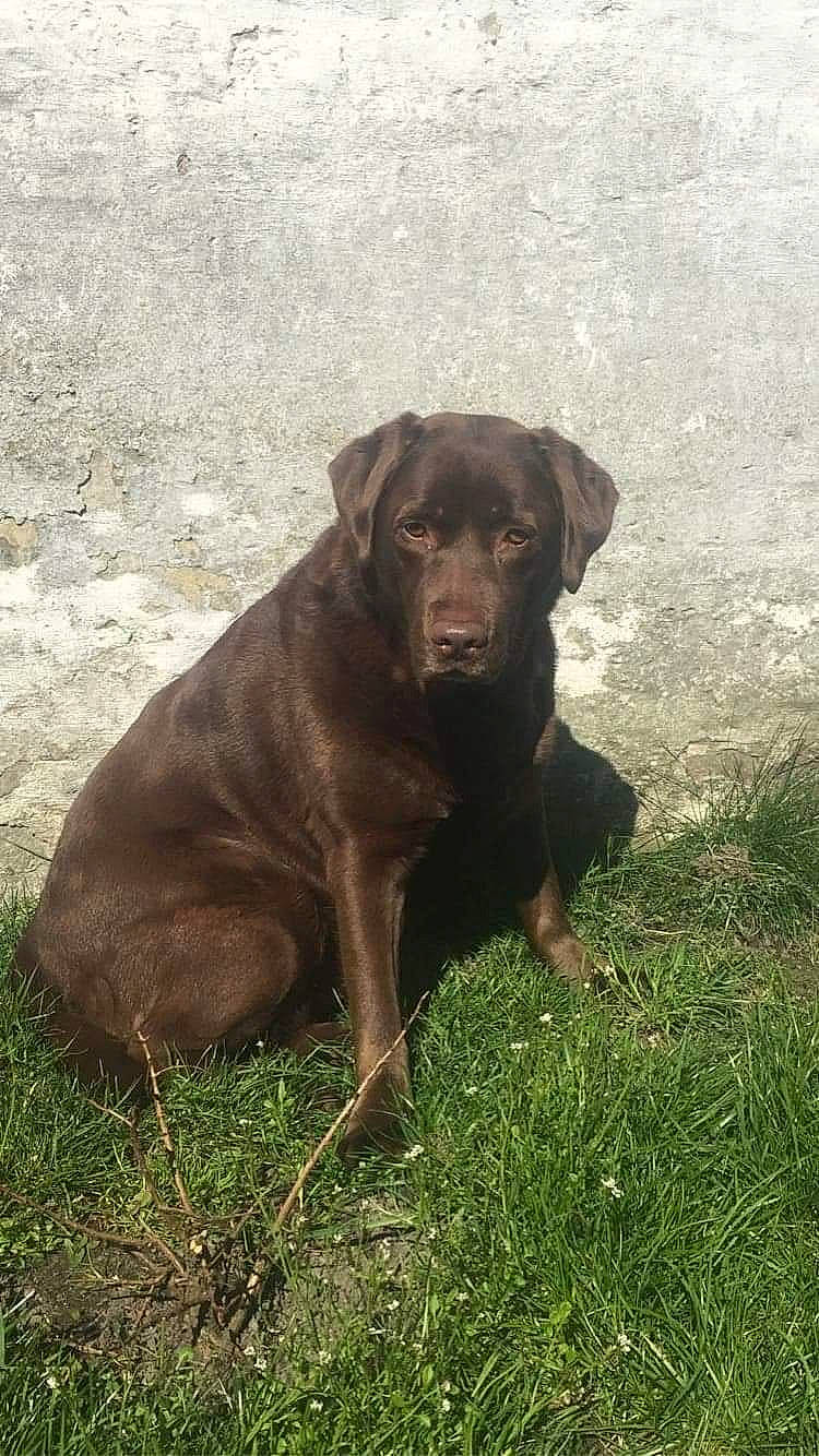 Willa a rejoint le concours — aidez-le/la à gagner de superbes lots ! borador, carnivore, companion_dog, dog, dog_breed, dog_collar, fawn, fur, grass, guard_dog, gun_dog, labrador_retriever, liver, plant, pointing_breed, retriever, terrestrial_animal, whiskers, working_animal, working_dog