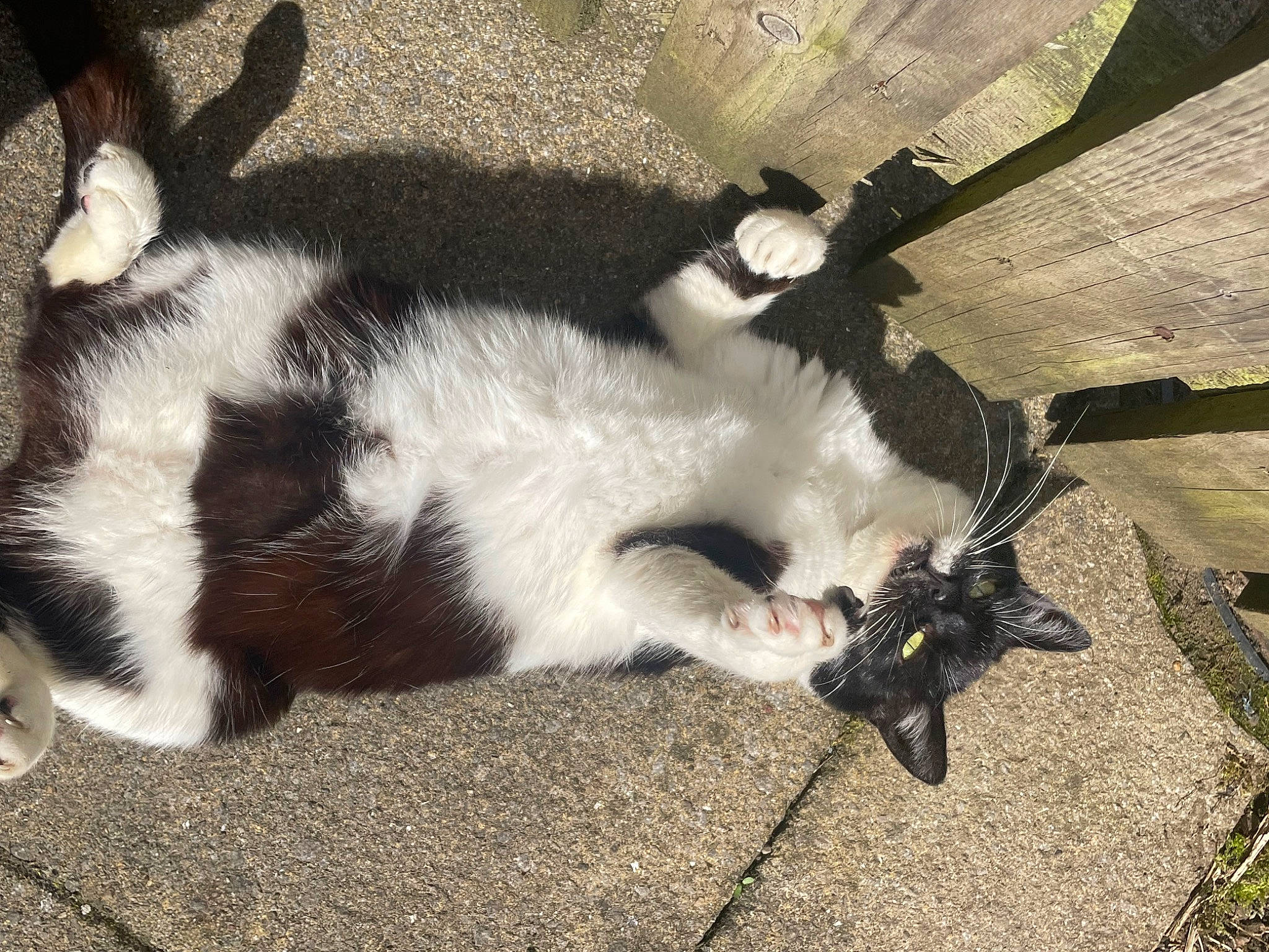 Rosie is registered to the contest to win money with this photo: canidae, carnivore, cat, claw, comfort, dog_breed, domestic_short_haired_cat, felidae, foot, fur, grass, paw, shadow, small_to_medium_sized_cats, tail, terrestrial_animal, tree, whiskers