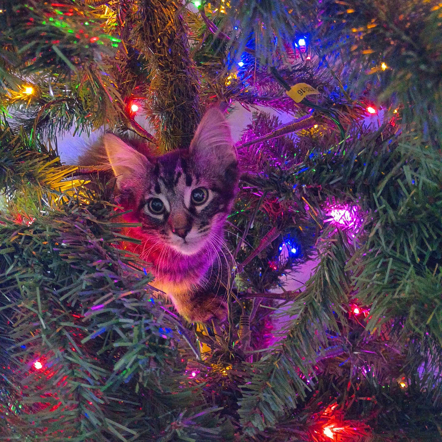 Simba is registered to the contest to win money with this photo: animal, cat, christmas_lights, christmas_tree, colorful_lights, curious, cute, decorations, feline, festive, greenery, holiday, holiday_decor, indoors, kitten, nature, pet, pine_branches, tree_branch, young_animal