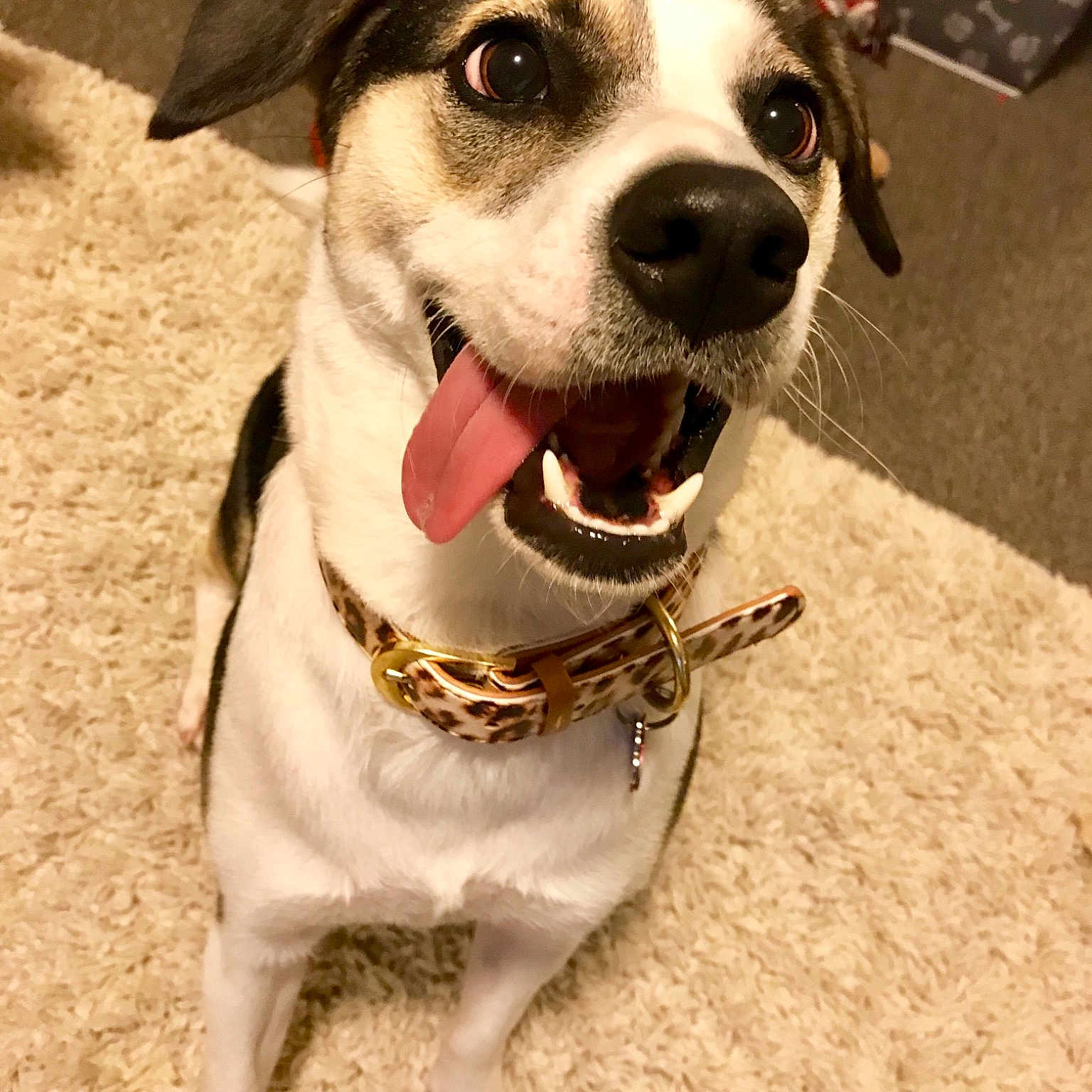 Kara is registered to the contest to win money with this photo: canidae, carnivore, collar, companion_dog, danish_swedish_farmdog, dog, dog_breed, dog_collar, fawn, feist, mammal, pit_bull, puppy, rare_breed_dog, rat_terrier, russell_terrier, snout, sporting_group, vertebrate, whiskers