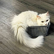 Princess Zelda is registered to the contest to win money with this photo: animal, basket, cat, cozy, curled_tail, cute, domestic_cat, ears, eyes, feline, floor, fluffy_tail, fur, indoor, pet, resting, small_basket, whiskers, white_cat, wooden_floor